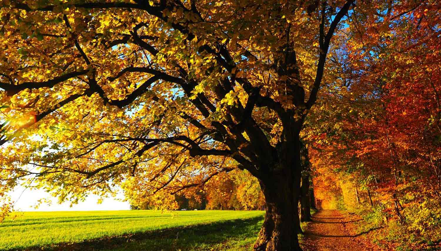 Baum mit Herbstlaub