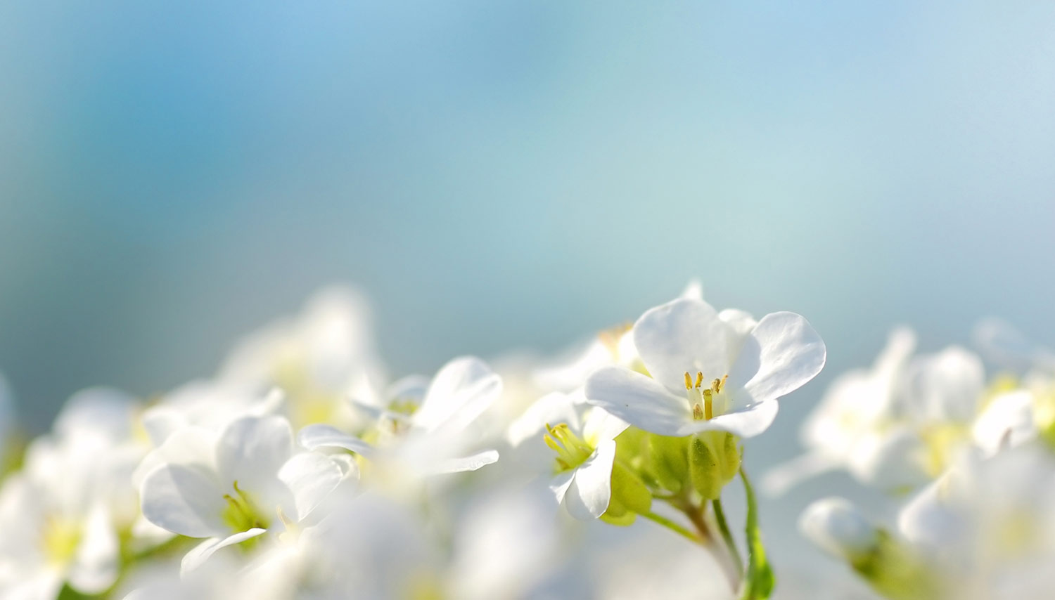 Maifeiertag Blumen