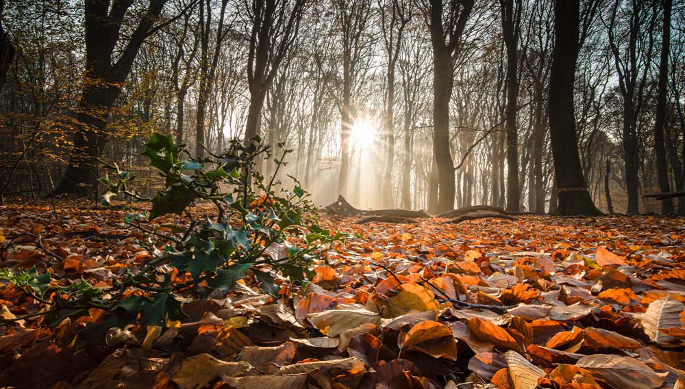 Sun that shines into a forest. The leaves are red.
