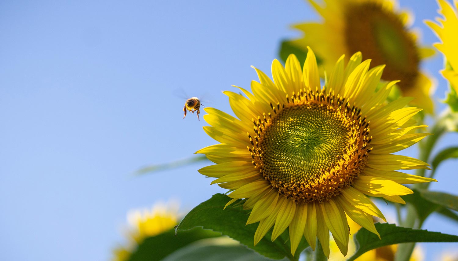 Sunflower with bumblebee